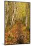 USA, Maine, Acadia National Park. Forest trail.-Jaynes Gallery-Mounted Photographic Print