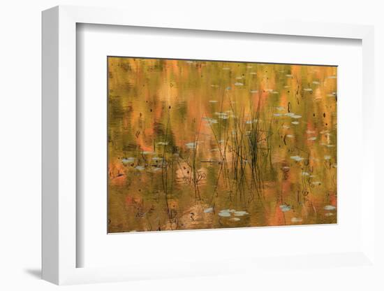 USA, Maine. Acadia National Park, reflections of fall color in a pond.-Joanne Wells-Framed Photographic Print