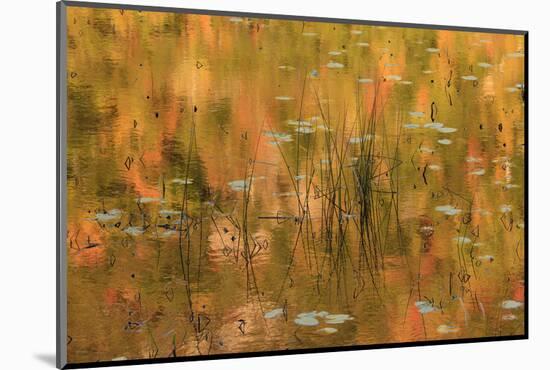 USA, Maine. Acadia National Park, reflections of fall color in a pond.-Joanne Wells-Mounted Photographic Print