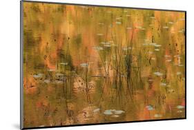 USA, Maine. Acadia National Park, reflections of fall color in a pond.-Joanne Wells-Mounted Photographic Print