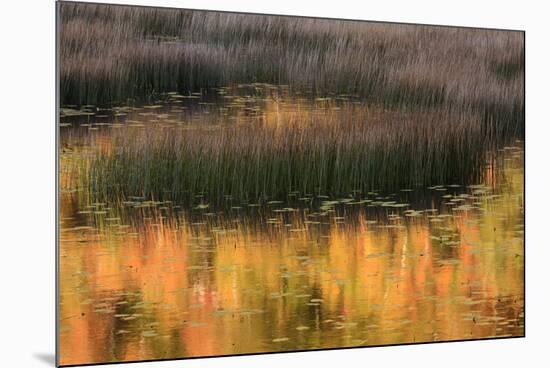 USA, Maine. Acadia National Park, reflections of fall color in a pond.-Joanne Wells-Mounted Photographic Print