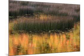 USA, Maine. Acadia National Park, reflections of fall color in a pond.-Joanne Wells-Mounted Photographic Print