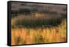 USA, Maine. Acadia National Park, reflections of fall color in a pond.-Joanne Wells-Framed Stretched Canvas