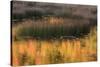 USA, Maine. Acadia National Park, reflections of fall color in a pond.-Joanne Wells-Stretched Canvas