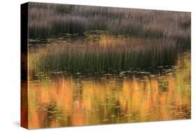 USA, Maine. Acadia National Park, reflections of fall color in a pond.-Joanne Wells-Stretched Canvas