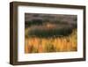 USA, Maine. Acadia National Park, reflections of fall color in a pond.-Joanne Wells-Framed Photographic Print
