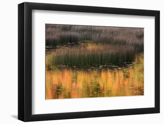 USA, Maine. Acadia National Park, reflections of fall color in a pond.-Joanne Wells-Framed Photographic Print