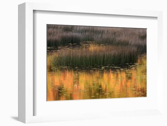 USA, Maine. Acadia National Park, reflections of fall color in a pond.-Joanne Wells-Framed Photographic Print