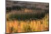 USA, Maine. Acadia National Park, reflections of fall color in a pond.-Joanne Wells-Mounted Photographic Print