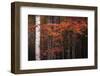 USA, Maine, Acadia National Park.-Jaynes Gallery-Framed Photographic Print