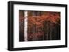 USA, Maine, Acadia National Park.-Jaynes Gallery-Framed Photographic Print