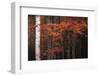 USA, Maine, Acadia National Park.-Jaynes Gallery-Framed Photographic Print