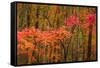 USA, Maine, Acadia National Park.-Jaynes Gallery-Framed Stretched Canvas