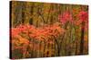 USA, Maine, Acadia National Park.-Jaynes Gallery-Stretched Canvas