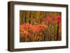 USA, Maine, Acadia National Park.-Jaynes Gallery-Framed Photographic Print