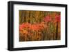 USA, Maine, Acadia National Park.-Jaynes Gallery-Framed Photographic Print