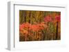 USA, Maine, Acadia National Park.-Jaynes Gallery-Framed Photographic Print