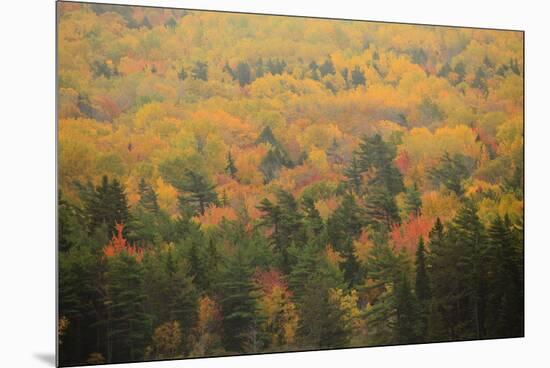 USA, Maine, Acadia NP, Fall Foliage at Acadia NP-Joanne Wells-Mounted Premium Photographic Print
