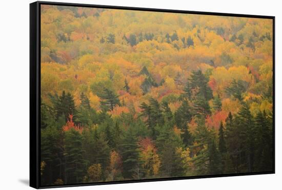 USA, Maine, Acadia NP, Fall Foliage at Acadia NP-Joanne Wells-Framed Stretched Canvas