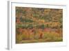 USA, Maine, Acadia NP, Fall Foliage at Acadia NP-Joanne Wells-Framed Photographic Print