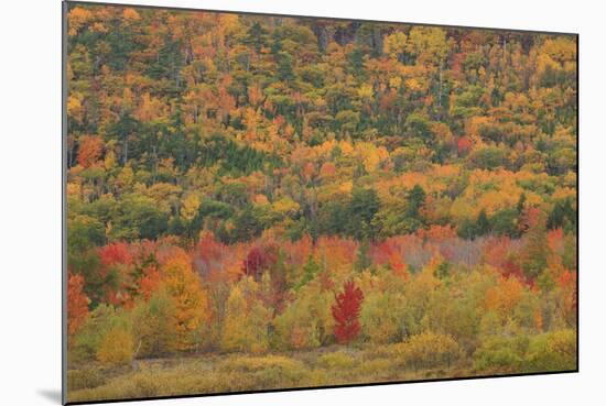 USA, Maine, Acadia NP, Fall Foliage at Acadia NP-Joanne Wells-Mounted Photographic Print