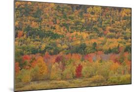 USA, Maine, Acadia NP, Fall Foliage at Acadia NP-Joanne Wells-Mounted Photographic Print