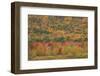 USA, Maine, Acadia NP, Fall Foliage at Acadia NP-Joanne Wells-Framed Photographic Print