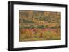 USA, Maine, Acadia NP, Fall Foliage at Acadia NP-Joanne Wells-Framed Photographic Print