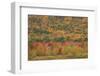 USA, Maine, Acadia NP, Fall Foliage at Acadia NP-Joanne Wells-Framed Photographic Print