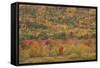 USA, Maine, Acadia NP, Fall Foliage at Acadia NP-Joanne Wells-Framed Stretched Canvas