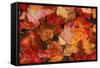 USA, Maine. Autumn Maple Leaves-Jaynes Gallery-Framed Stretched Canvas