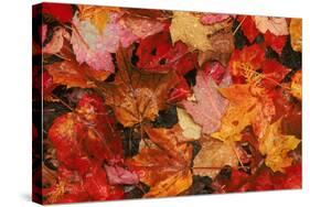 USA, Maine. Autumn Maple Leaves-Jaynes Gallery-Stretched Canvas