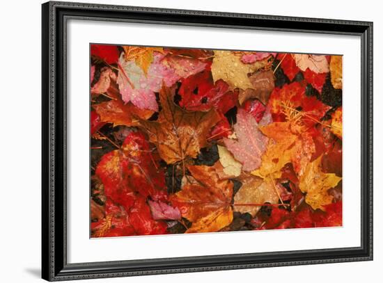 USA, Maine. Autumn Maple Leaves-Jaynes Gallery-Framed Photographic Print