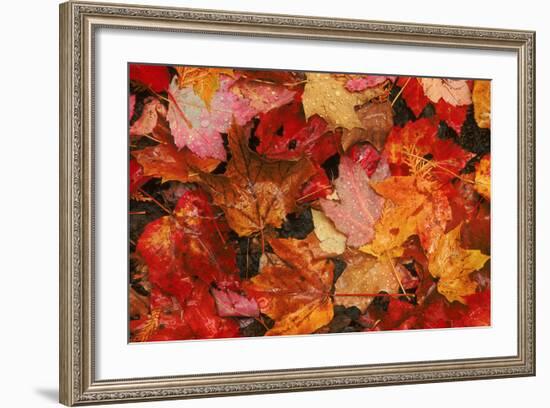 USA, Maine. Autumn Maple Leaves-Jaynes Gallery-Framed Photographic Print