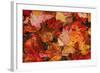 USA, Maine. Autumn Maple Leaves-Jaynes Gallery-Framed Photographic Print