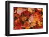 USA, Maine. Autumn Maple Leaves-Jaynes Gallery-Framed Photographic Print