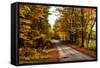 USA, Maine, Bethel. Wood Trail with Fall Foliage-Bill Bachmann-Framed Stretched Canvas