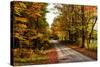 USA, Maine, Bethel. Wood Trail with Fall Foliage-Bill Bachmann-Stretched Canvas