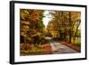 USA, Maine, Bethel. Wood Trail with Fall Foliage-Bill Bachmann-Framed Photographic Print