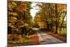 USA, Maine, Bethel. Wood Trail with Fall Foliage-Bill Bachmann-Mounted Photographic Print