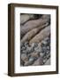 USA, Maine. Boulder Beach, Acadia National Park.-Judith Zimmerman-Framed Photographic Print