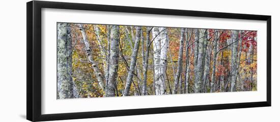 USA, Maine. Colorful autumn foliage in the forests of Sieur de Monts Nature Center.-Judith Zimmerman-Framed Photographic Print