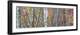 USA, Maine. Colorful autumn foliage in the forests of Sieur de Monts Nature Center.-Judith Zimmerman-Framed Photographic Print