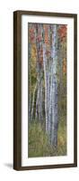 USA, Maine. Colorful autumn foliage in the forests of Sieur de Monts.-Judith Zimmerman-Framed Photographic Print