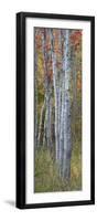 USA, Maine. Colorful autumn foliage in the forests of Sieur de Monts.-Judith Zimmerman-Framed Photographic Print