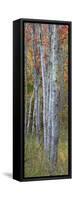 USA, Maine. Colorful autumn foliage in the forests of Sieur de Monts.-Judith Zimmerman-Framed Stretched Canvas