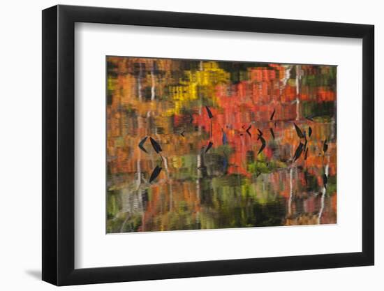 USA, Maine, Fall Reflections at Eagle Lake in Acadia National Park-Joanne Wells-Framed Photographic Print