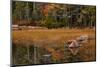 USA, Maine, Fall Reflections at Eagle Lake in Acadia National Park-Joanne Wells-Mounted Photographic Print