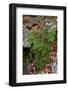 USA, Maine. Ferns growing among autumn foliage and boulders along Duck Brook, Acadia National Park.-Judith Zimmerman-Framed Photographic Print