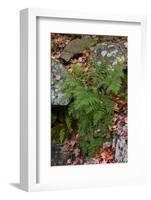 USA, Maine. Ferns growing among autumn foliage and boulders along Duck Brook, Acadia National Park.-Judith Zimmerman-Framed Photographic Print